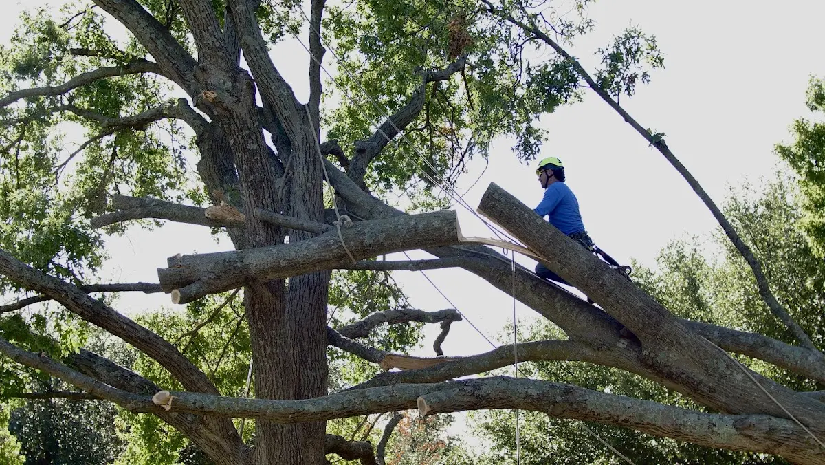 Professional Crown Thinning performed by certified arborists in Brookhaven