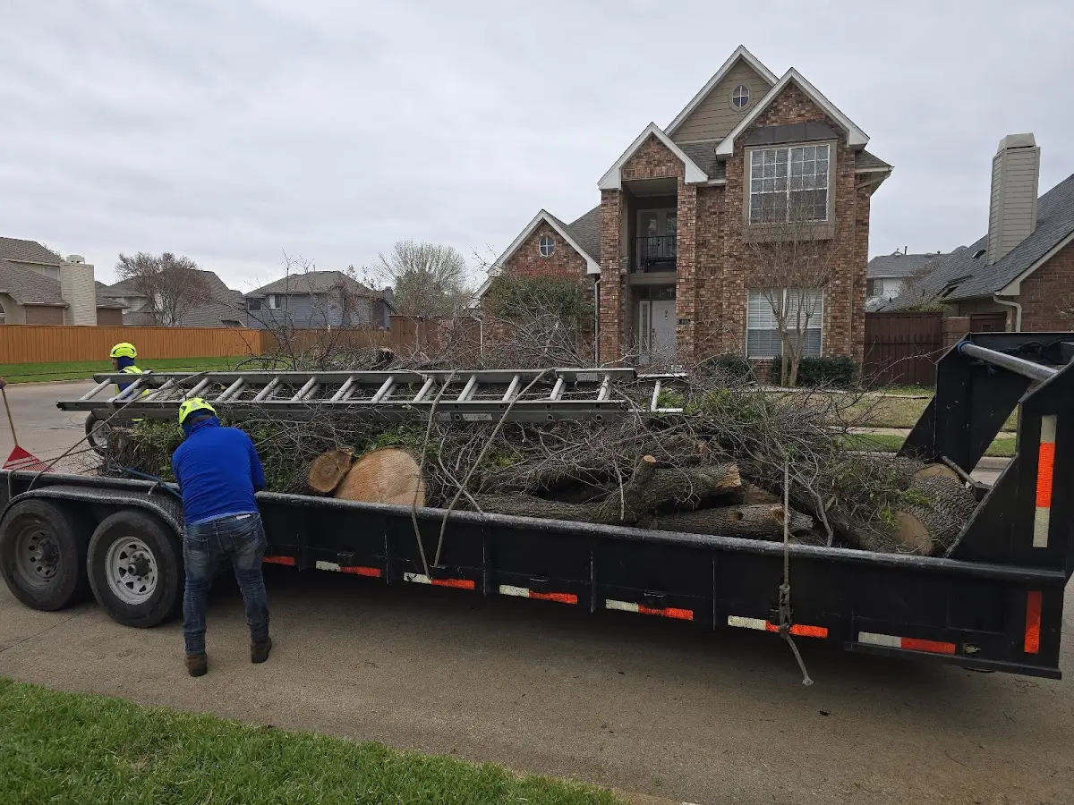 Expert Deadwooding with proper safety equipment in Brookhaven